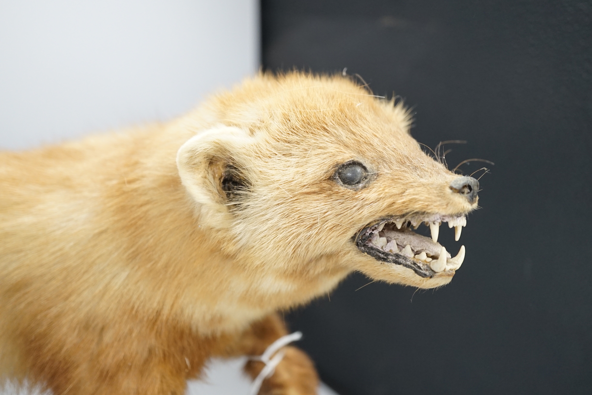 A taxidermy red ferret on a branch, 64cm wide